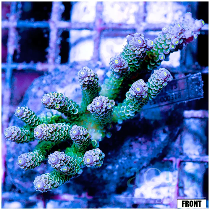 Front Tank Indo Cultured Acropora Colony