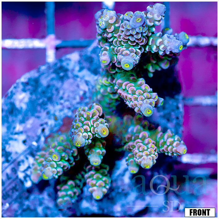 Front Tank Indo Cultured Acropora Colony