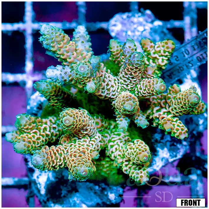 Front Tank Indo Cultured Acropora Colony
