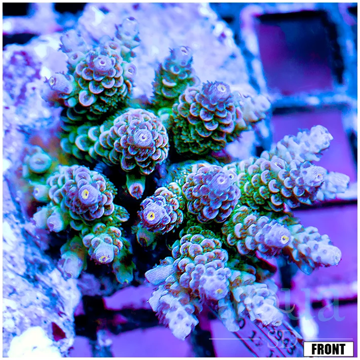 Front Tank Indo Cultured Acropora Colony