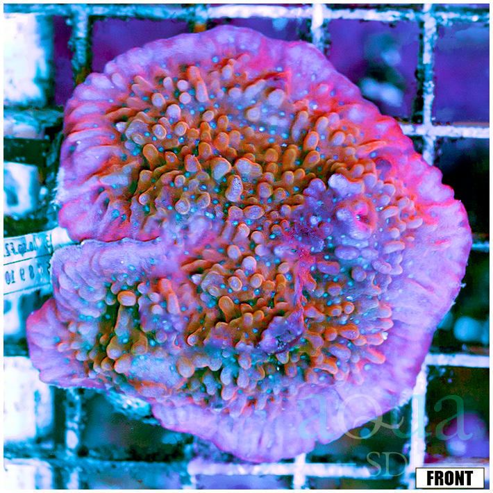 Front Tank Pink Ring Phoenix Monti Colony