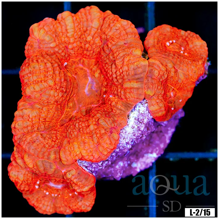 Furnace Acan Bowerbanki