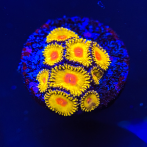 GB Golden Kiwi Mini Colony PW81