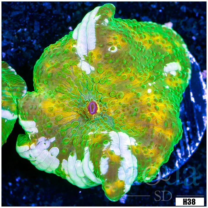 Garden of Eden Mushroom