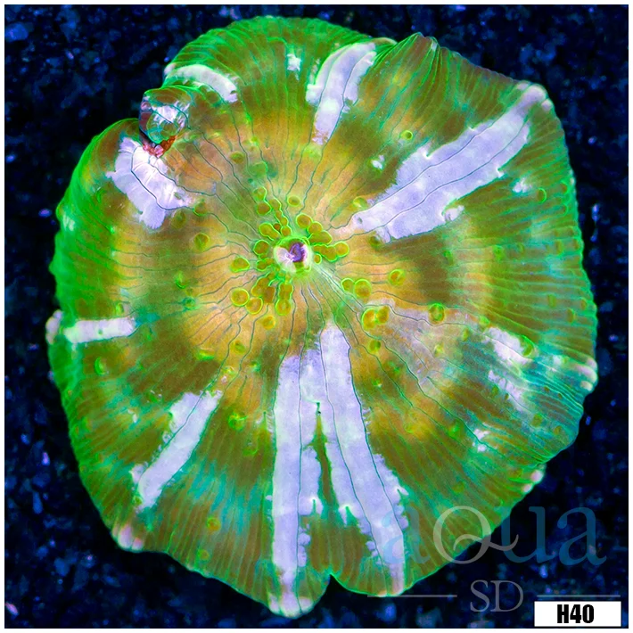 Garden of Eden Mushroom