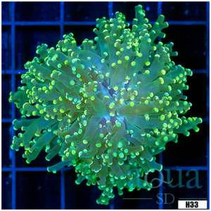 Glow Tips Octospawn