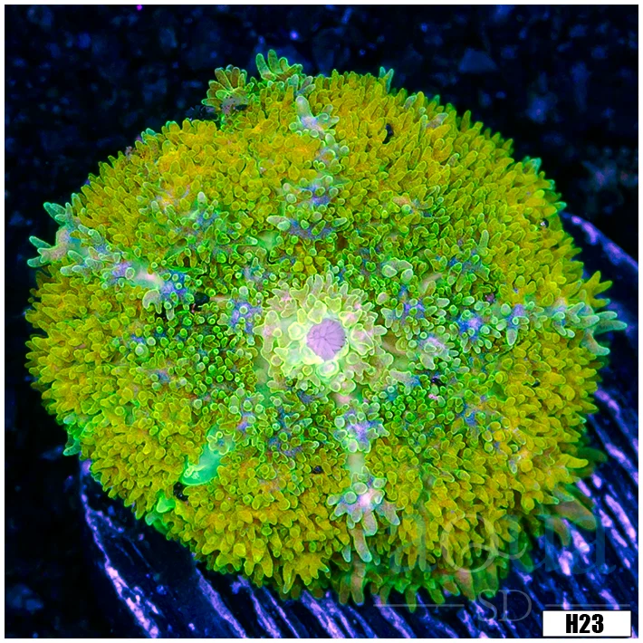 Glowing Persian Rug Mushroom