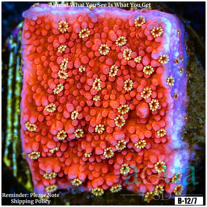 Golden Delight Montipora
