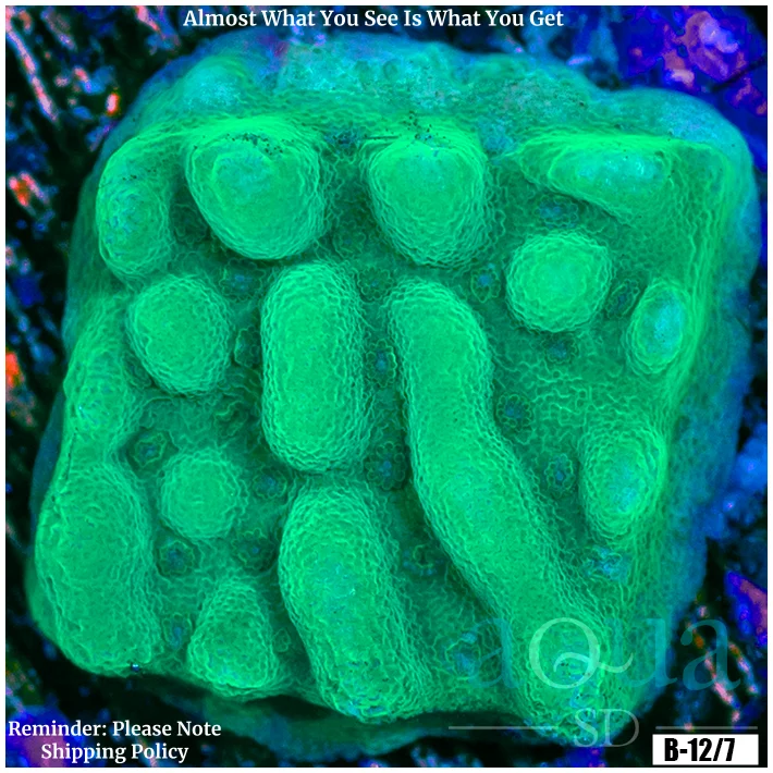 Green Phoenix Montipora