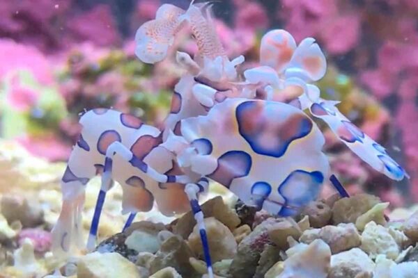 Harlequin Shrimp