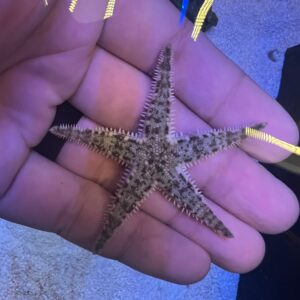 Sand Sifting Starfish