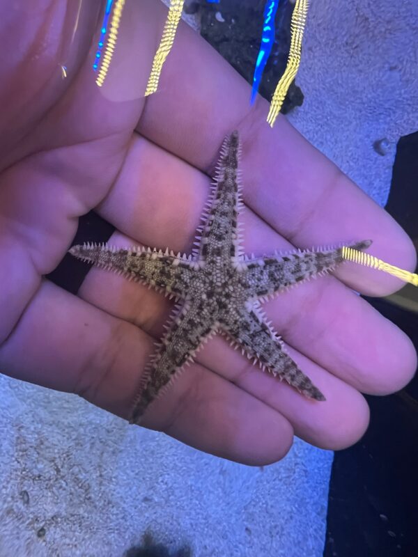 Sand Sifting Starfish