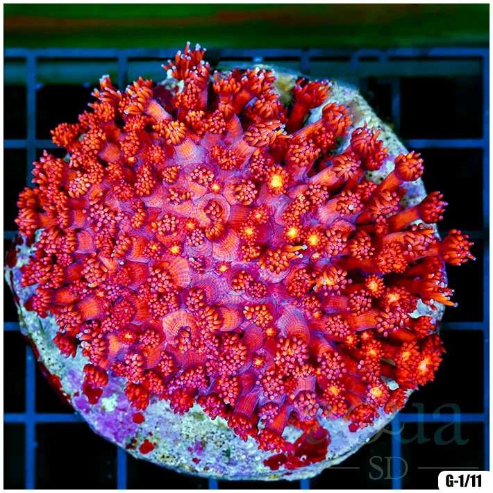 Indo Cultured Ultra Goniopora Colony