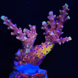 Insane Rainbow Grafted RRC Pink Cadillac PW81