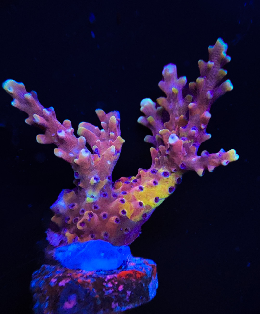 Insane Rainbow Grafted RRC Pink Cadillac PW81