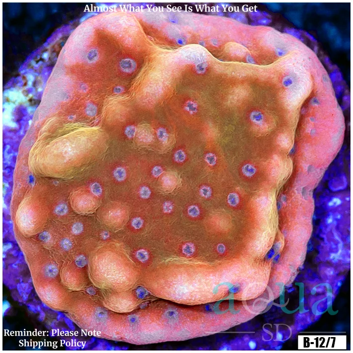 Juggernaut Montipora