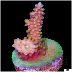 Monsoon Aquacultured Acropora Chunky