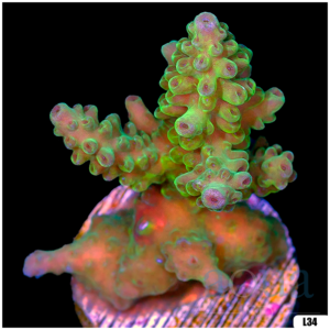 Monsoon Aquacultured Acropora Chunky