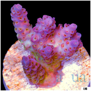 Monsoon Aquacultured Acropora Chunky