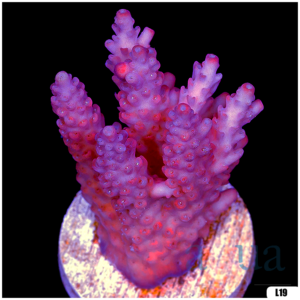 Monsoon Aquacultured Acropora Chunky