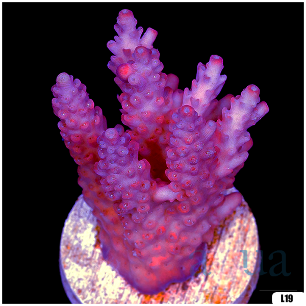 Monsoon Aquacultured Acropora Chunky