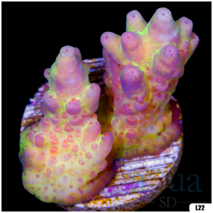 Monsoon Aquacultured Acropora Chunky