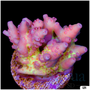 Monsoon Aquacultured Acropora Chunky