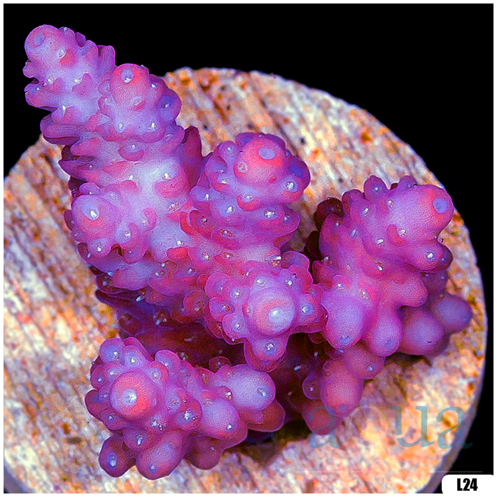 Monsoon Aquacultured Acropora Chunky