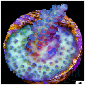 Monsoon Aquacultured Acropora Chunky