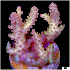 Monsoon Aquacultured Acropora Chunky