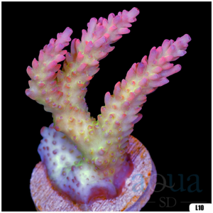 Monsoon Aquacultured Acropora Chunky
