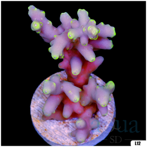 Monsoon Aquacultured Acropora Chunky