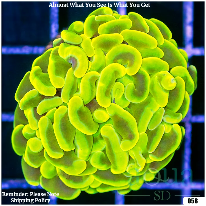 Monsoon Canary Hammer