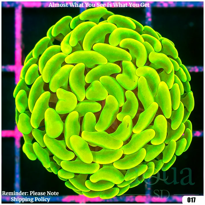 Monsoon Canary Hammer