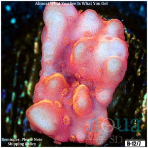 Montipora Setosa