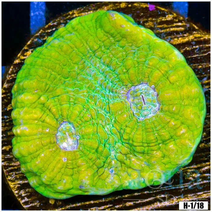 Nuclear Croc Chalice