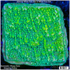 Nuclear Montipora