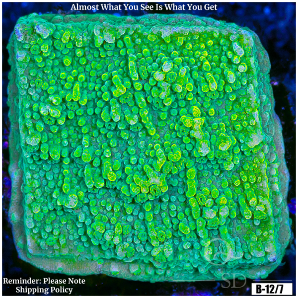 Nuclear Montipora