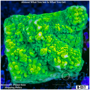 Nuclear Montipora