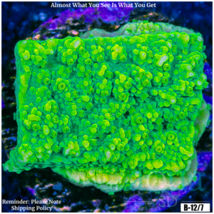 Nuclear Montipora