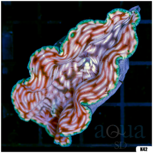 ORA Aquacultured Ultra Derasa Clam (Egg Crate Behind is 3 Squares = 2'')