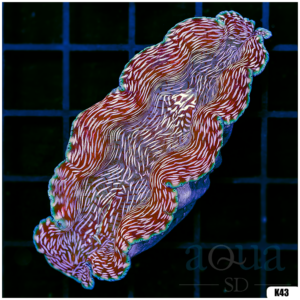 ORA Aquacultured Ultra Derasa Clam (Egg Crate Behind is 3 Squares = 2'')