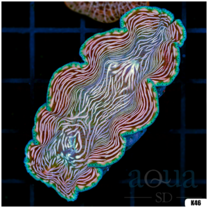 ORA Aquacultured Ultra Derasa Clam (Egg Crate Behind is 3 Squares = 2'')