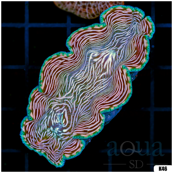 ORA Aquacultured Ultra Derasa Clam (Egg Crate Behind is 3 Squares = 2'')
