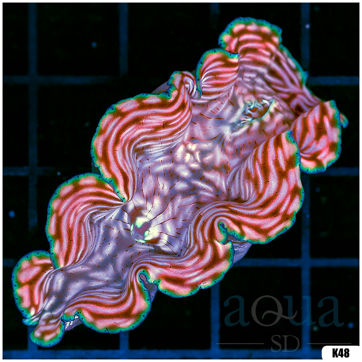 ORA Aquacultured Ultra Derasa Clam (Egg Crate Behind is 3 Squares = 2'')
