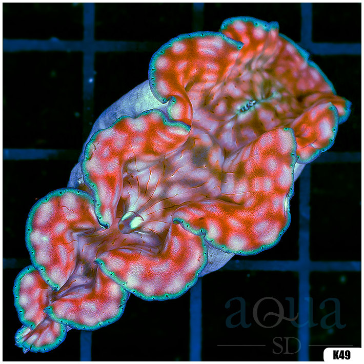 ORA Aquacultured Ultra Derasa Clam (Egg Crate Behind is 3 Squares = 2'')