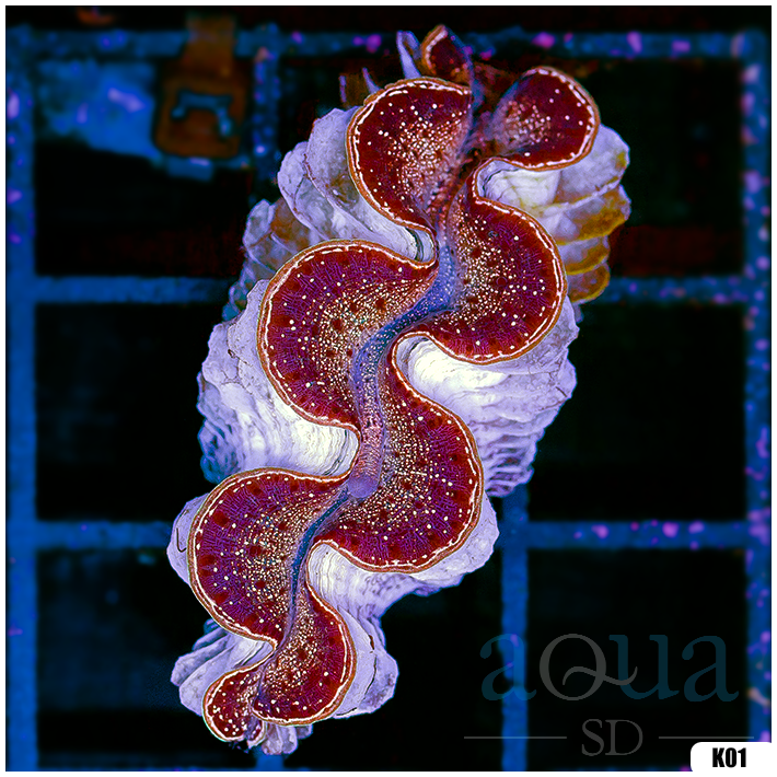 ORA Aquacultured Ultra Maxima Clam (Egg Crate Behind is 3 Squares = 2'')