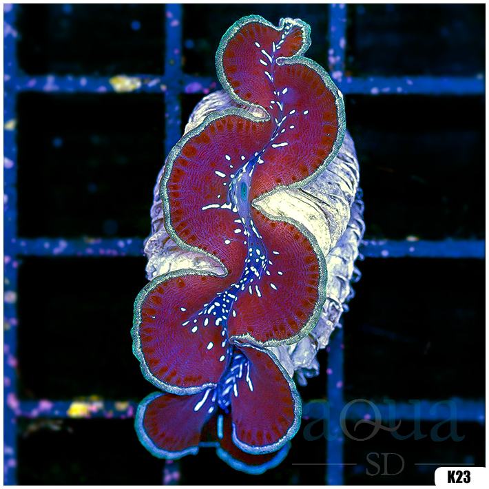 ORA Aquacultured Ultra Maxima Clam (Egg Crate Behind is 3 Squares = 2'')