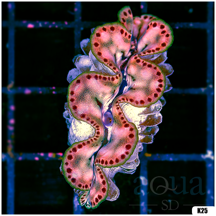 ORA Aquacultured Ultra Maxima Clam (Egg Crate Behind is 3 Squares = 2'')
