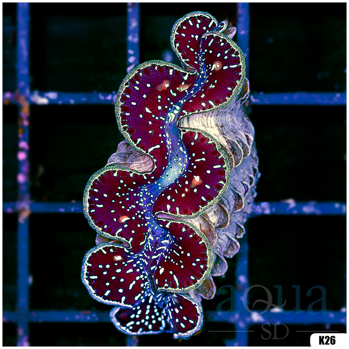 ORA Aquacultured Ultra Maxima Clam (Egg Crate Behind is 3 Squares = 2'')